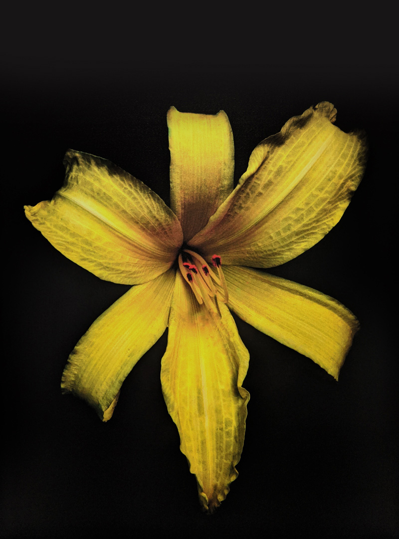 Day Lily by Herb Kuhl