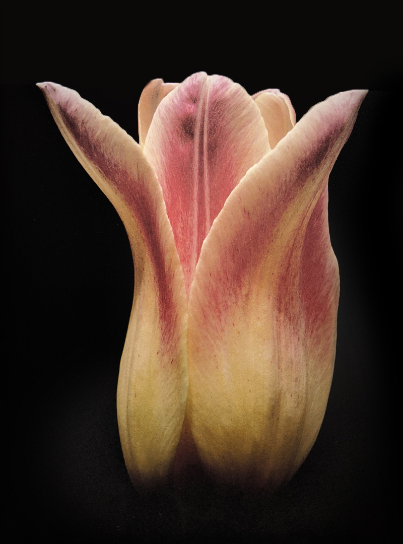 Tulip by Herb Kuhl