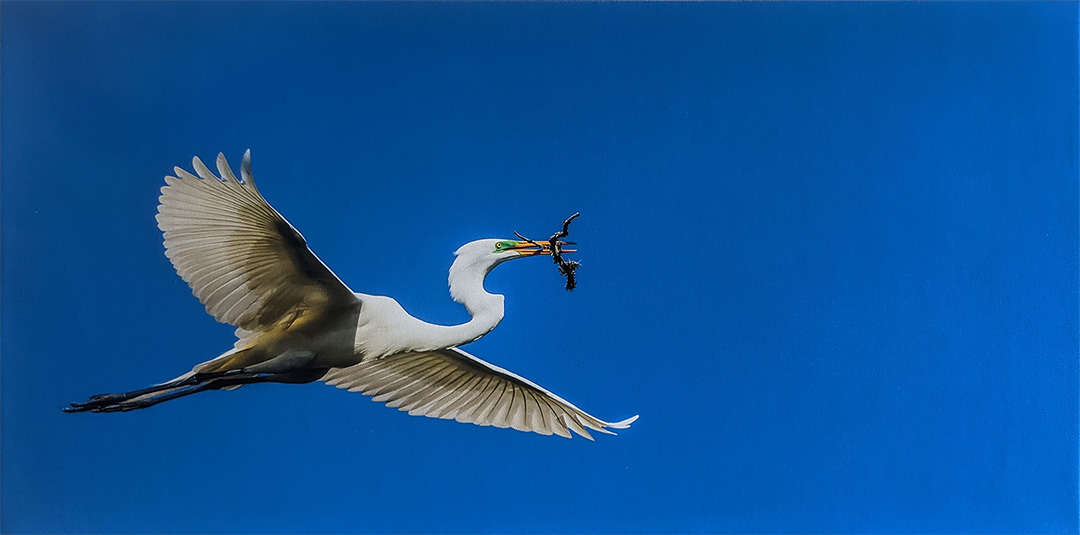 American Egret in Flight