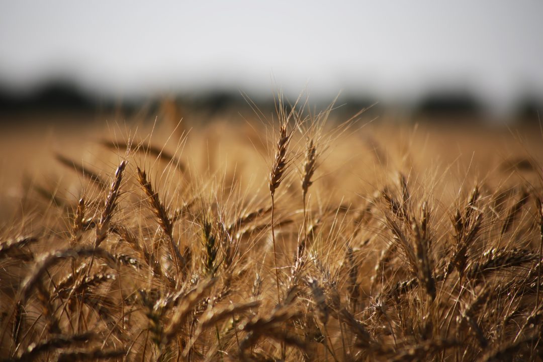 Wheat Field